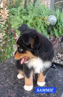 SAMMIE , a male Miniature Australian Shepherd for sale in Mansfield, TX – 6 of 8