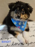 Lil Bandit, a male Toy Australian Shepherd for sale in Mansfield, TX – 3 of 5