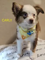 CARLEY, a female Toy Australian Shepherd for sale in Mansfield, TX – 6 of 9