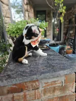 LUCY LU, a female Miniature Australian Shepherd for sale in Mansfield, TX – 4 of 9
