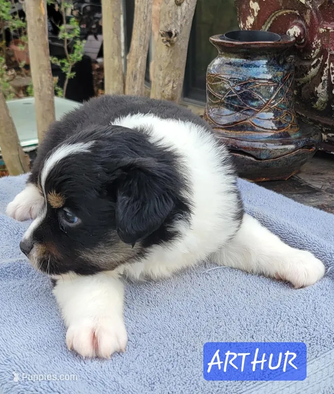 ARTHUR – Miniature Australian Shepherd puppy for sale in Mansfield, TX