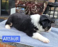 ARTHUR, a male Miniature Australian Shepherd for sale in Mansfield, TX – Photo 7 of 8