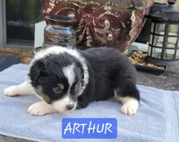 ARTHUR, a male Miniature Australian Shepherd for sale in Mansfield, TX – Photo 5 of 8