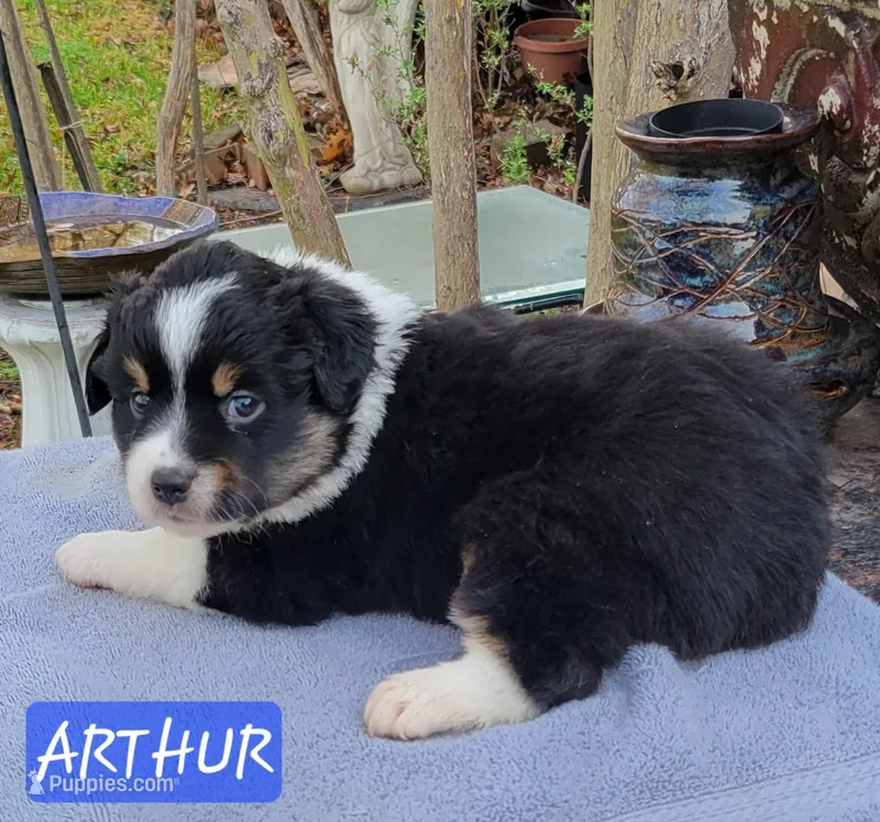 ARTHUR – Miniature Australian Shepherd puppy for sale in Mansfield, TX