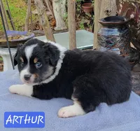 ARTHUR, a male Miniature Australian Shepherd for sale in Mansfield, TX – Photo 1 of 8