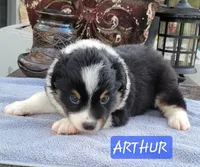 ARTHUR, a male Miniature Australian Shepherd for sale in Mansfield, TX – Photo 4 of 8