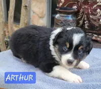 ARTHUR, a male Miniature Australian Shepherd for sale in Mansfield, TX – Photo 2 of 8