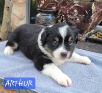ARTHUR, a male Miniature Australian Shepherd for sale in Mansfield, TX – Photo 8 of 8