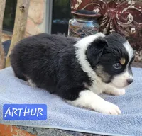 ARTHUR, a male Miniature Australian Shepherd for sale in Mansfield, TX – Photo 6 of 8