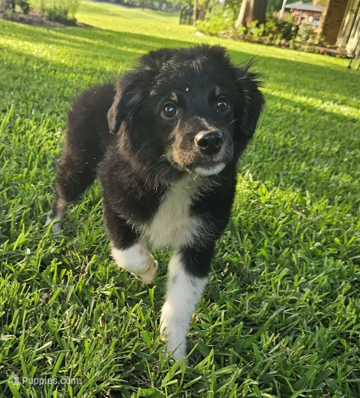 ARCHER , a male Miniature Australian Shepherd for sale in Mansfield, TX – 1 of 10
