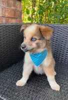 PIERRE, a male Alaskan Husky and Miniature Australian Shepherd for sale in Mansfield, TX – 3 of 10