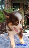 SUNNIE , a male Miniature Australian Shepherd for sale in Mansfield, TX – 5 of 6