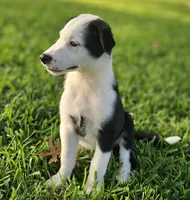 MILO, a male Alaskan Husky and Miniature Australian Shepherd for sale in Mansfield, TX – 2 of 9