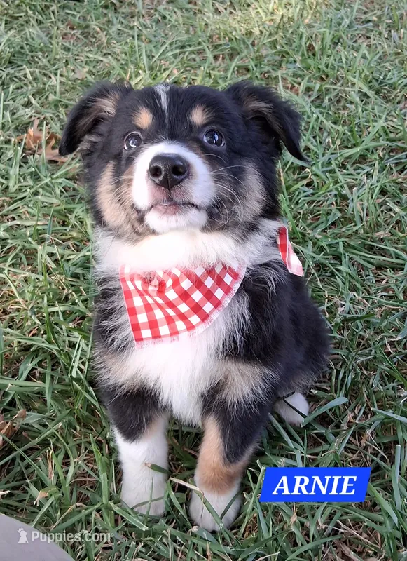ARNIE  – Miniature Australian Shepherd puppy for sale in Mansfield, TX