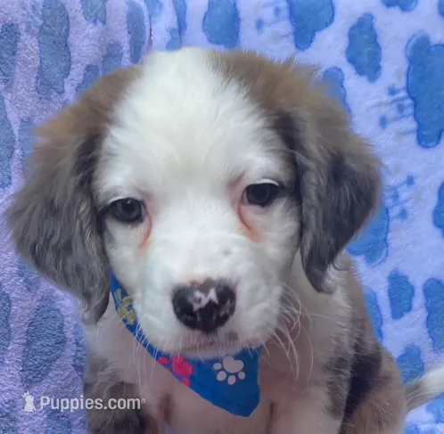 BASTION – Pug, Miniature Australian Shepherd puppy for sale in Mansfield, TX