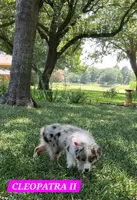 CLEOPATRA II, a female Miniature Australian Shepherd for sale in Mansfield, TX – 2 of 10