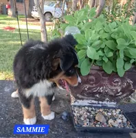 SAMMIE , a male Miniature Australian Shepherd for sale in Mansfield, TX – 5 of 8
