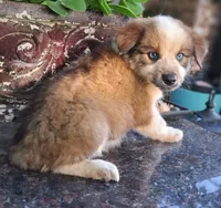 PIERRE, a male Alaskan Husky and Miniature Australian Shepherd for sale in Mansfield, TX – 10 of 10