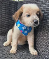 PARKER, a male Alaskan Husky and Miniature American Shepherd for sale in Mansfield, TX – 8 of 10
