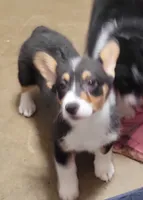 LOLLIE, a female Pembroke Welsh Corgi and Miniature Australian Shepherd for sale in Mansfield, TX – 6 of 7