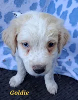 Goldie  , a female Pug and Miniature Australian Shepherd for sale in Mansfield, TX – 3 of 10