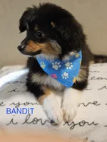Lil Bandit, a male Toy Australian Shepherd for sale in Mansfield, TX – 4 of 5