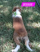 JESSIE , a female Miniature Australian Shepherd for sale in Mansfield, TX – 5 of 5