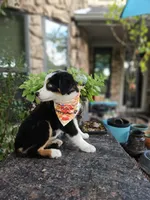 LUCY LU, a female Miniature Australian Shepherd for sale in Mansfield, TX – 2 of 9
