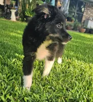ARCHER , a male Miniature Australian Shepherd for sale in Mansfield, TX – 7 of 10