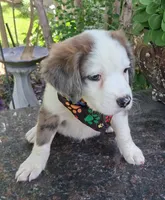 BASTION, a male Pug and Miniature Australian Shepherd for sale in Mansfield, TX – 3 of 4