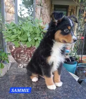 SAMMIE , a male Miniature Australian Shepherd for sale in Mansfield, TX – 1 of 8