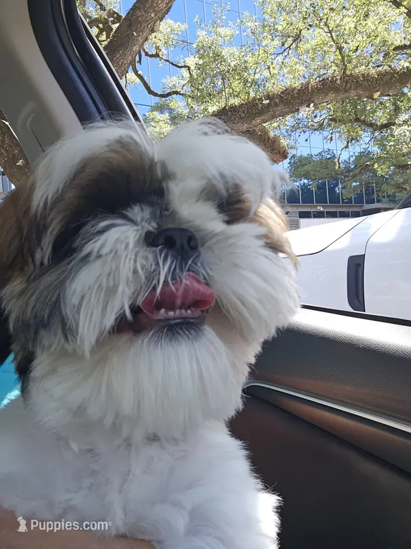 PAUL – Shih Tzu puppy for sale in Mansfield, TX