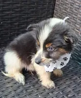 PICKLE , a male Alaskan Husky and Toy Australian Shepherd for sale in Mansfield, TX – 2 of 6