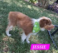 JESSIE , a female Miniature Australian Shepherd for sale in Mansfield, TX – 3 of 5