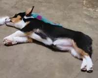 LOLLIE, a female Pembroke Welsh Corgi and Miniature Australian Shepherd for sale in Mansfield, TX – 3 of 7