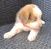 PRINCE, a male Alaskan Husky and Miniature Australian Shepherd for sale in Mansfield, TX – 2 of 5