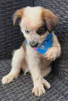PARKER, a male Alaskan Husky and Miniature American Shepherd for sale in Mansfield, TX – 5 of 10