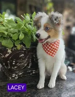 LACEY , a female Toy Australian Shepherd for sale in Mansfield, TX – 4 of 8