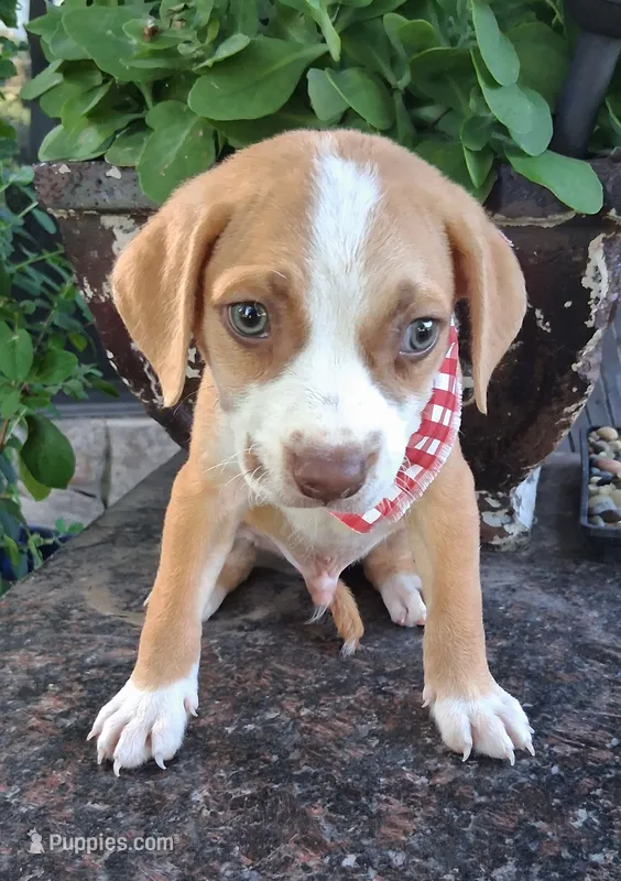 ATRAYU – Pug, Miniature Australian Shepherd puppy for sale in Mansfield, TX
