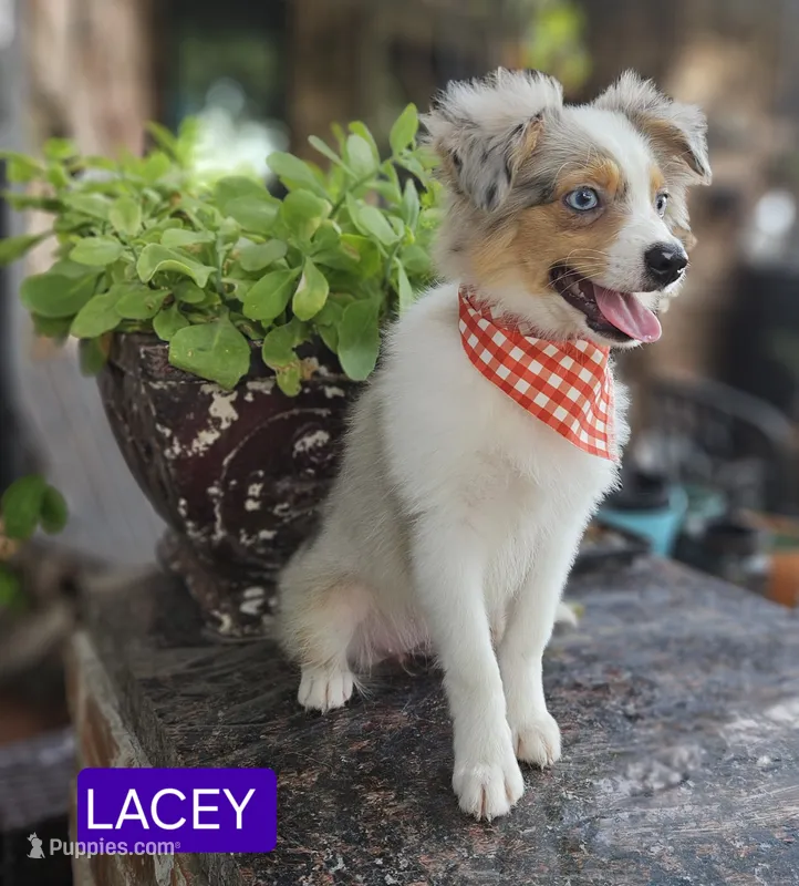 LACEY  – Toy Australian Shepherd puppy for sale in Mansfield, TX