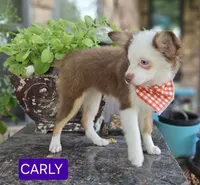 CARLEY, a female Toy Australian Shepherd for sale in Mansfield, TX – 6 of 10