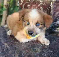 PIERRE, a male Alaskan Husky and Miniature Australian Shepherd for sale in Mansfield, TX – 7 of 10