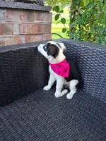 PEPPER, a female Alaskan Husky and Miniature Australian Shepherd for sale in Mansfield, TX – 3 of 4