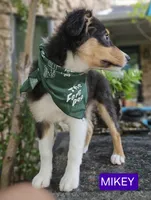 MIKEY, a male Miniature Australian Shepherd for sale in Mansfield, TX – 4 of 10