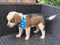 PARKER, a male Alaskan Husky and Miniature American Shepherd for sale in Mansfield, TX – 4 of 10