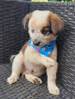 PARKER, a male Alaskan Husky and Miniature American Shepherd for sale in Mansfield, TX – 3 of 10