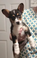 LOLLIE, a female Pembroke Welsh Corgi and Miniature Australian Shepherd for sale in Mansfield, TX – 7 of 7