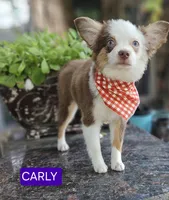CARLEY, a female Toy Australian Shepherd for sale in Mansfield, TX – 2 of 10