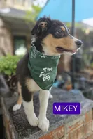 MIKEY, a male Miniature Australian Shepherd for sale in Mansfield, TX – 3 of 10