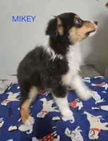 MIKEY, a male Miniature Australian Shepherd for sale in Mansfield, TX – 2 of 4